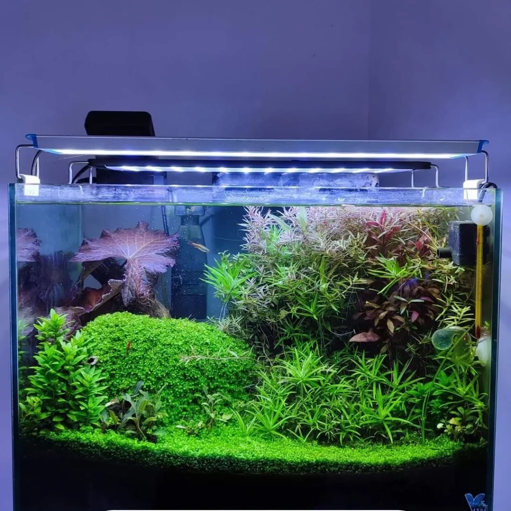 Custom Fish Tank