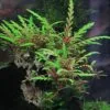 Hygrophila pinnatifida