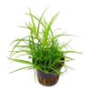 juncus repens