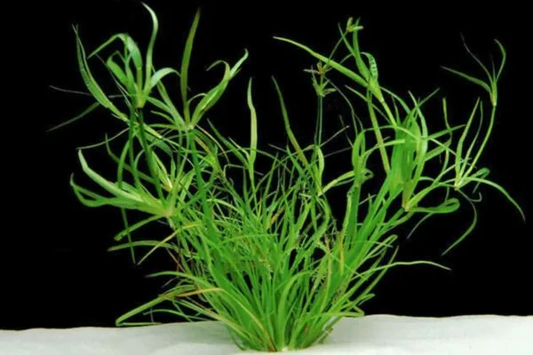 Juncus Repens - Image 2