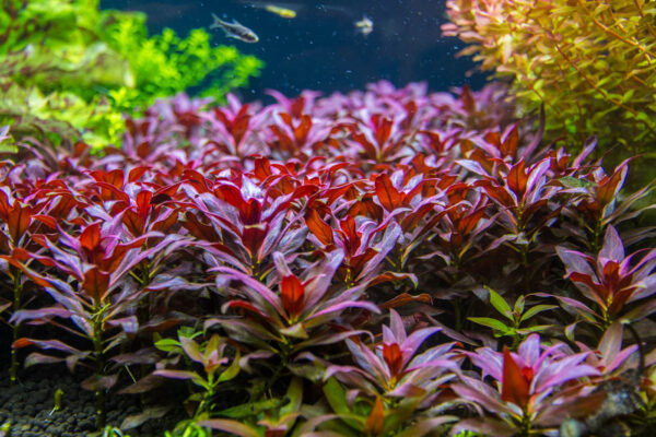 ludwigia glandulosa