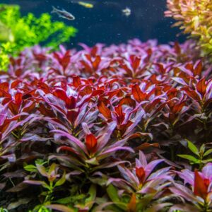 ludwigia glandulosa