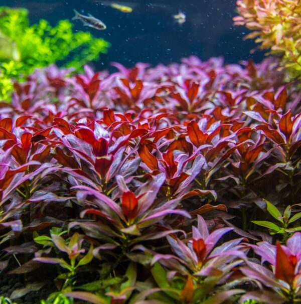 ludwigia glandulosa