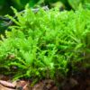 pogostemon helferi