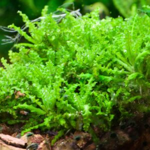 pogostemon helferi