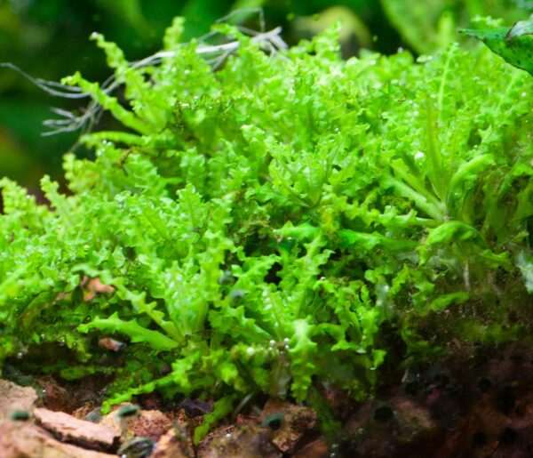 pogostemon helferi