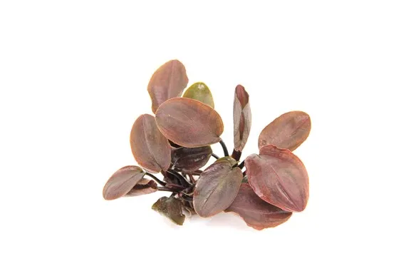 lagenandra meeboldii red