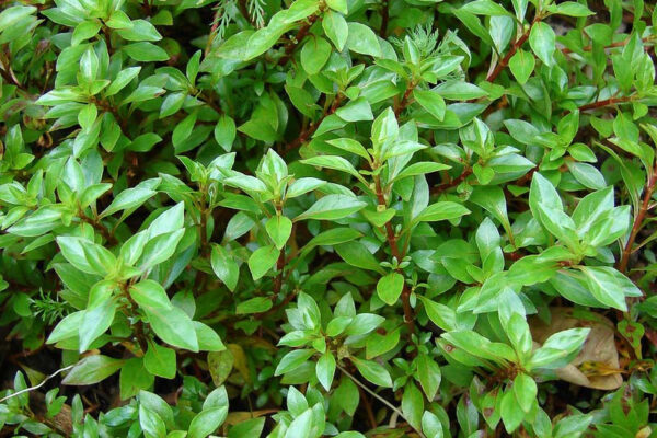 ludwigia palustris