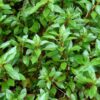 ludwigia palustris