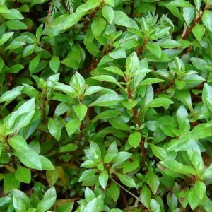ludwigia palustris