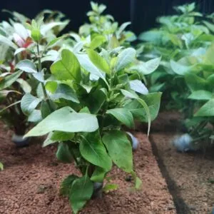 Nomaphila Cherry Leaf