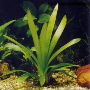 Sagittaria sp. Giant (Teres)
