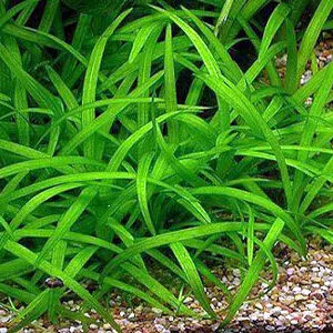 sagittaria