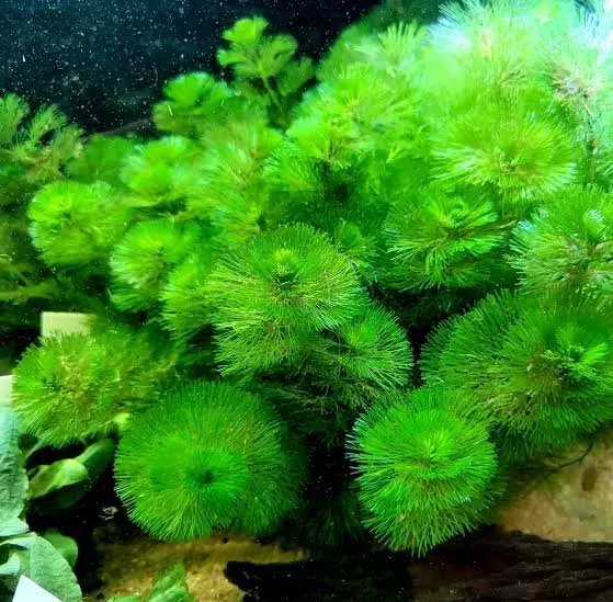 Cabomba Caroliniana Green