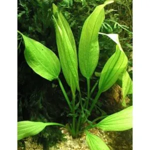 Echinodorus Subalatus