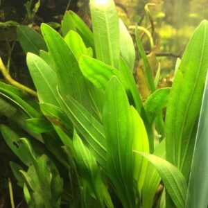 echinodorus uruguayensis