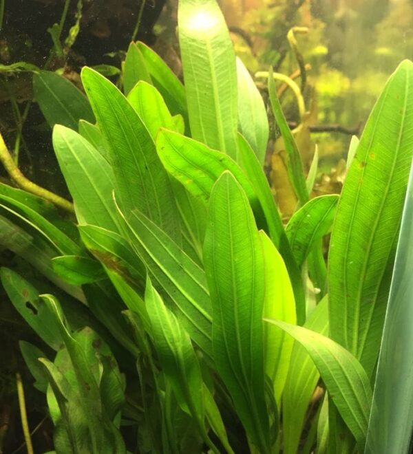 echinodorus uruguayensis