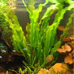 echinodorus uruguayensis