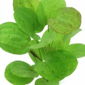 echinodorus spotted harbich