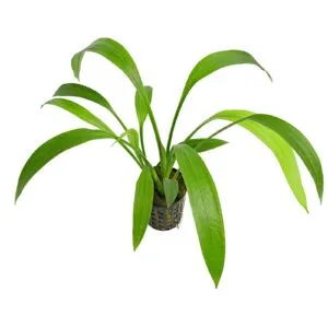 echinodorus decumbens