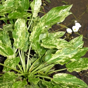 echinodorus marble queen