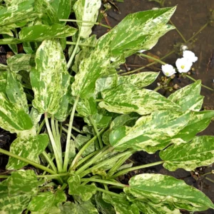 echinodorus marble queen