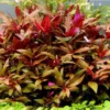 alternanthera lilacina
