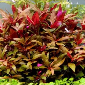 alternanthera lilacina