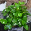 anubias nana petite