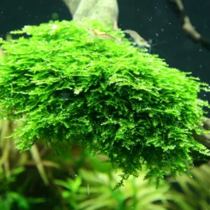 mini Christmas moss