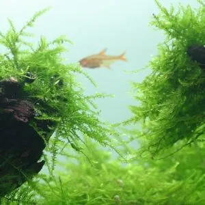 java moss