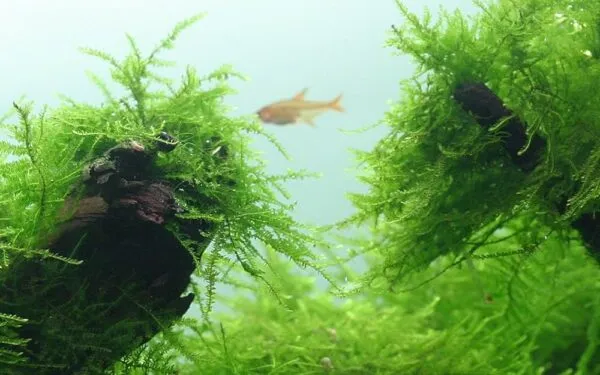 java moss