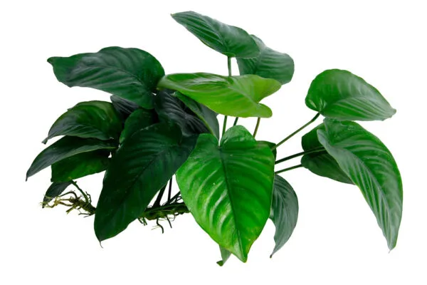 anubias bateri