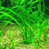 Sagittaria Subulata