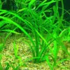 Sagittaria Subulata