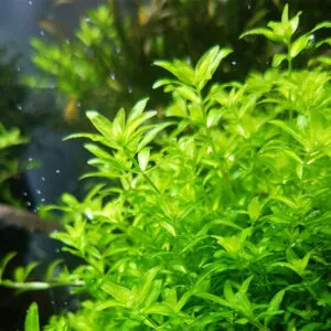 Pearl Weed (Hemianthus Micranthemoides)