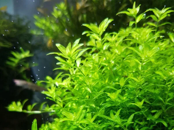 Pearl Weed (Hemianthus Micranthemoides)