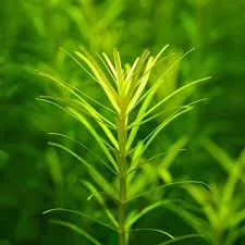 Rotala Nanjenshan