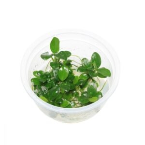 Anubias Nana