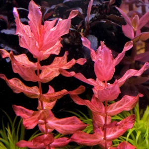 Rotala Macrandra