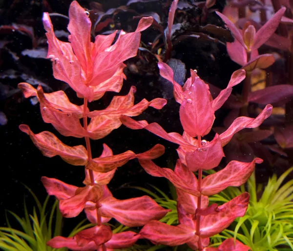 Rotala Macrandra