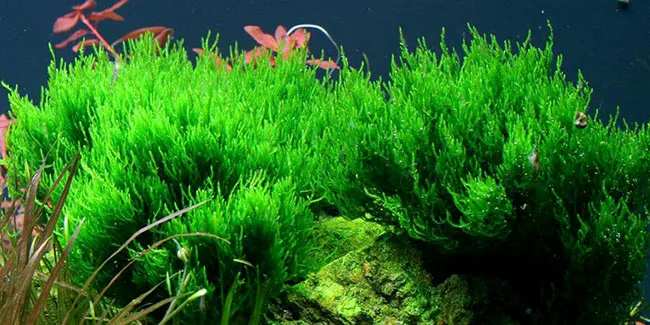 Taxiphyllum sp. ’Flame Moss’ - Image 2