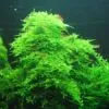 Christmas Moss (Vesicularia montagnei)