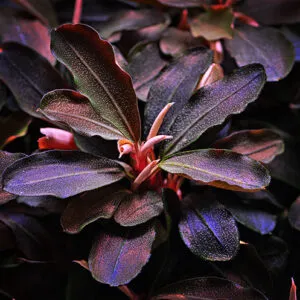Bucephalandra