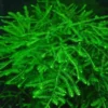 java moss