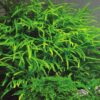 trident fern