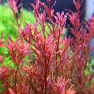 Rotala H'ra