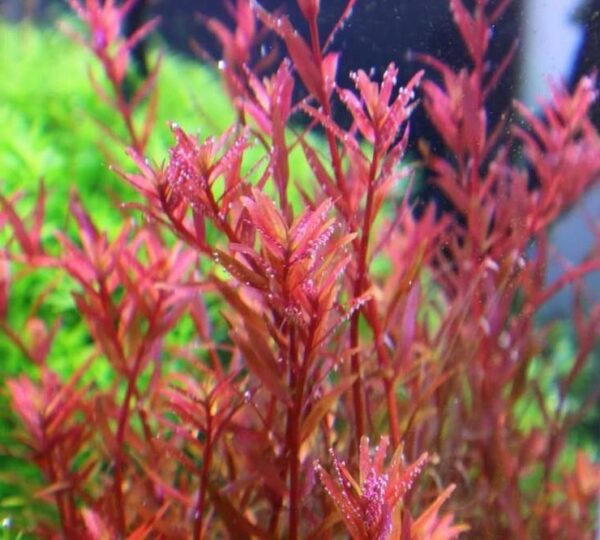 Rotala H'ra