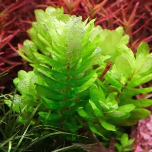 Rotala Tulunadensis