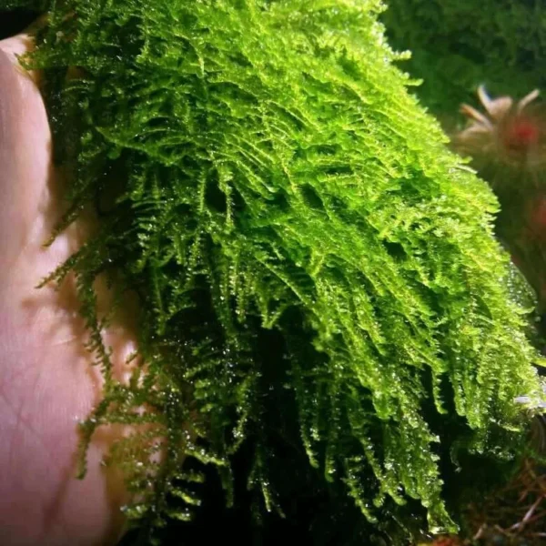 weeping moss